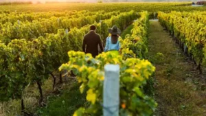 5 Wine Tourism Destinations Around the World You Must Visit